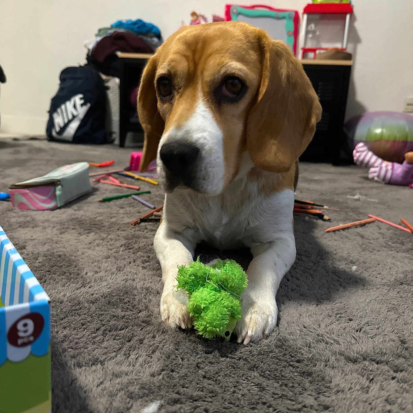 Marley participe au concours pour gagner de l'argent avec cette photo : accessories, animal, bag, ball, beagle, box, canine, dog, food, handbag, hound, pet, plush, produce, puppy, sphere, sport, tennis, tennisball, toy