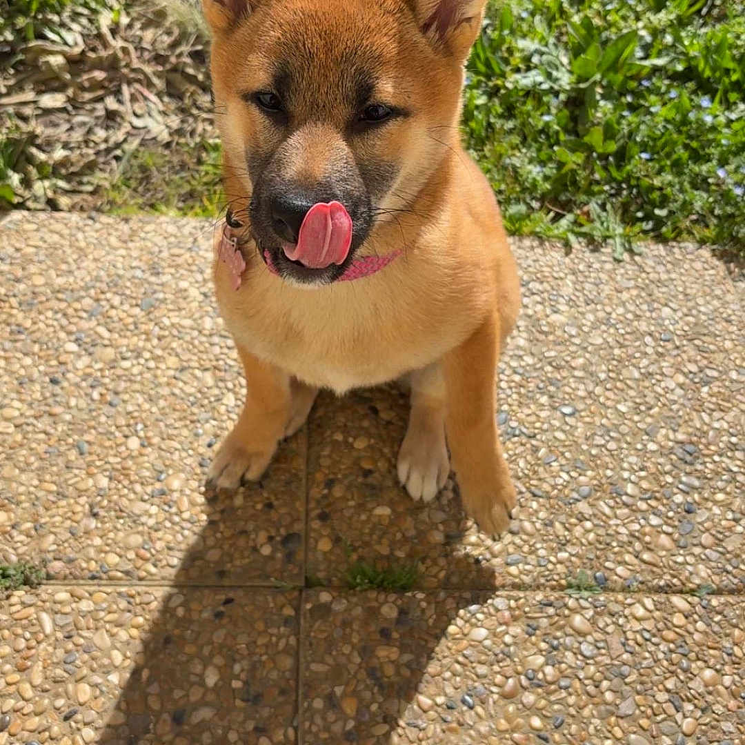 Vaïana a rejoint le concours — aidez-le/la à gagner de superbes lots ! accessories, animal, canine, clothing, dog, face, footwear, grass, head, path, pet, plant, puppy, rock, runningshoe, shoe, sneaker, soil, strap, walkway