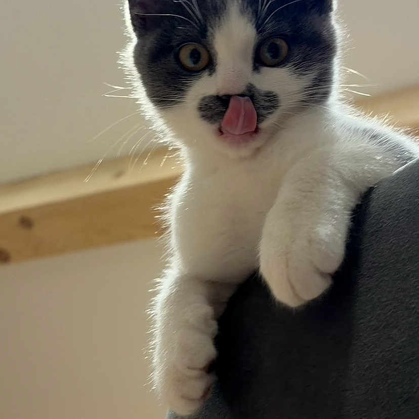 Patricia Bousquieres participe au concours pour gagner de l'argent avec cette photo : adorable, animal, backlighting, black_and_white, cat, close_up, curiosity, cute, ears, feline, indoor, kitten, paw, perched, pet, playful, soft_fur, tongue_out, whiskers, wooden_beams
