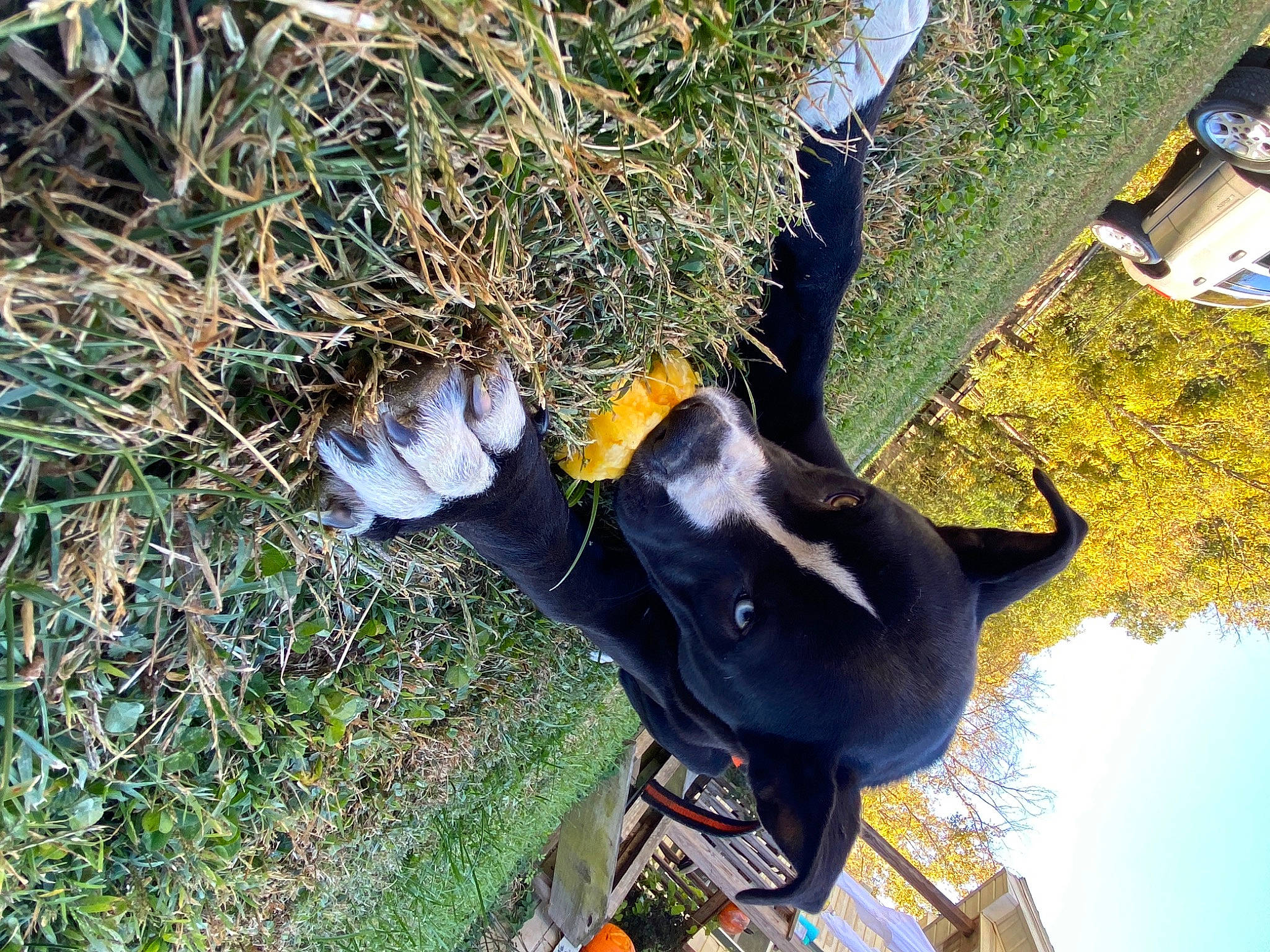 Oddie joined the competition — help win amazing prizes! dog, grass, hat, plant, sporting_group, tail, tree