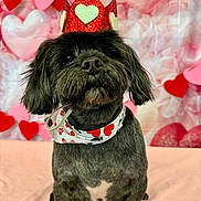 Pac Taylor is registered to the contest to win money with this photo: dog, black_dog, crown, heart, valentines, pet, portrait, cute, animal, costume, celebration, adorable, background, decorations, fluffy, face, sitting, indoors, bandana, festive