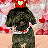 dog, black_dog, crown, heart, valentines, pet, portrait, cute, animal, costume, celebration, adorable, background, decorations, fluffy, face, sitting, indoors, bandana, festive