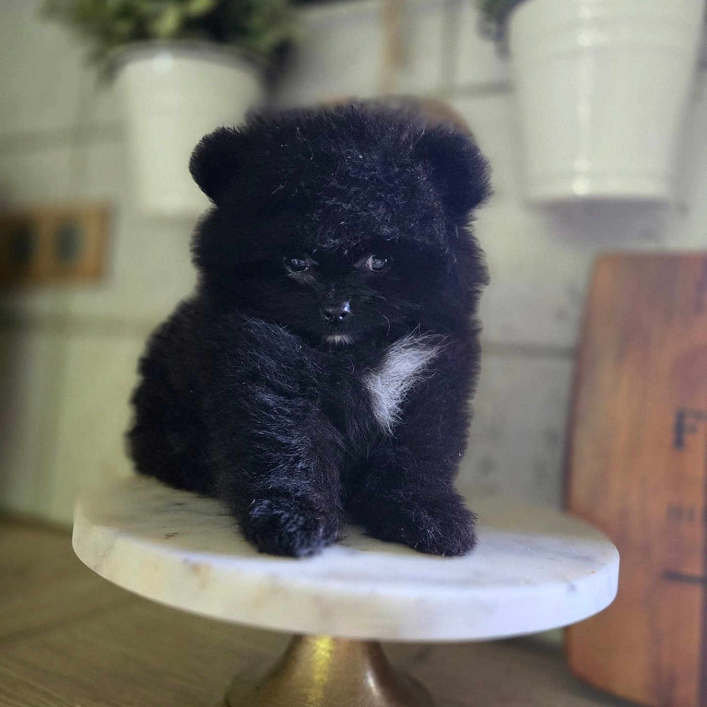 Aïko participe au concours pour gagner de l'argent avec cette photo : animal, black_fur, curious, cute, dog, fluffy, golden_base, indoor, kitchen, marble_stand, pet, plant, portrait, potted_plant, puppy, sitting, small_dog, tabletop, white_patch, wooden_surface