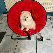 Nala participe au concours pour gagner de l'argent avec cette photo : puppy, dog, red_chair, indoor, floor_tiles, white_fur, pet, cute, small_dog, fluffy, seated, radiator, cozy, domestic, animal, young_dog, chair_frame, black_straps, tile_floor, home