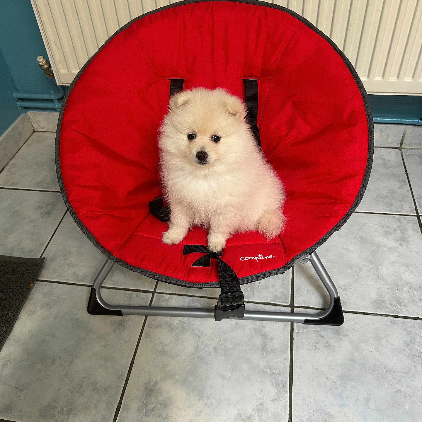 Nala participe au concours pour gagner de l'argent avec cette photo : animal, black_straps, chair_frame, cozy, cute, dog, domestic, floor_tiles, fluffy, home, indoor, pet, puppy, radiator, red_chair, seated, small_dog, tile_floor, white_fur, young_dog