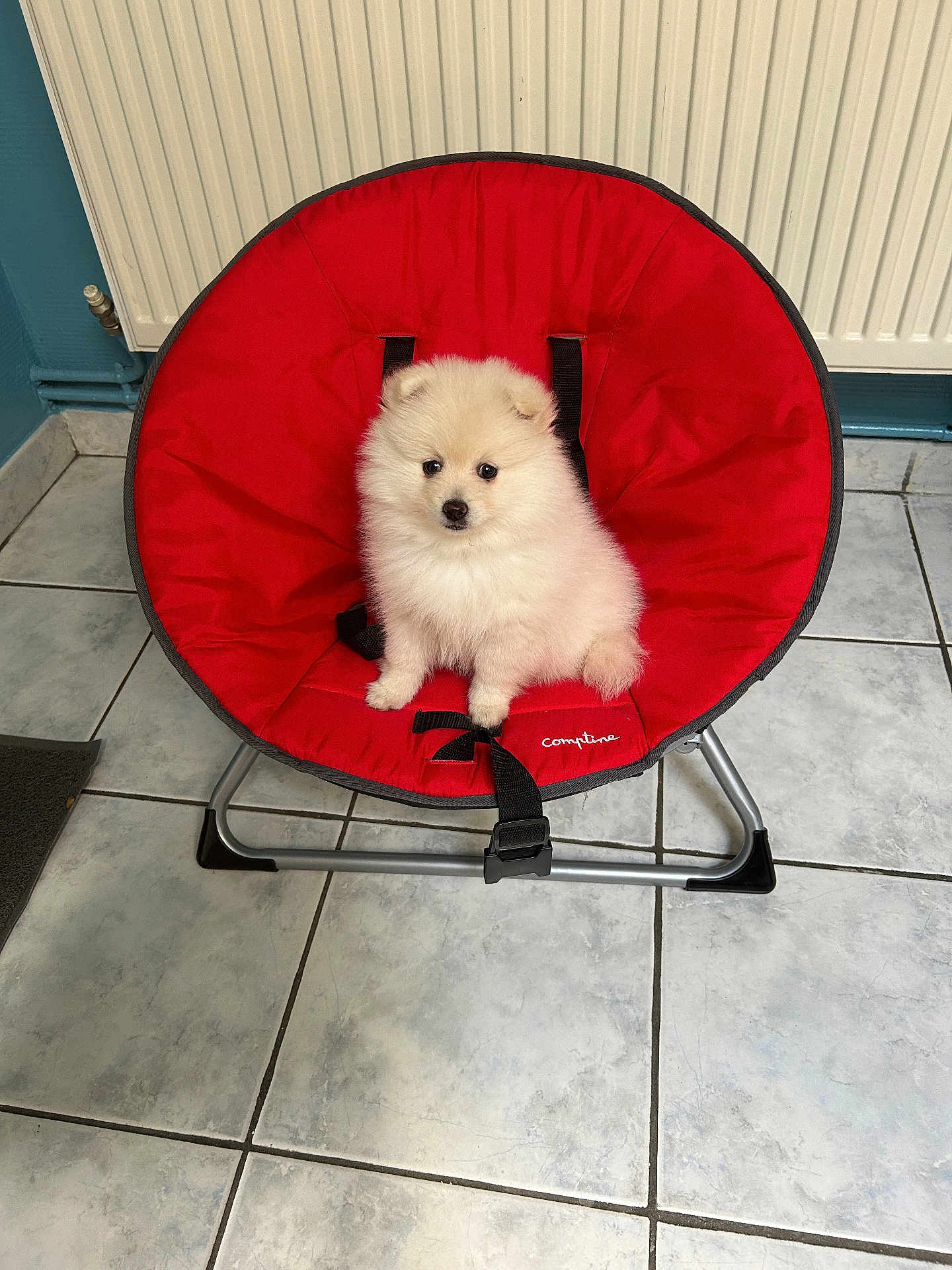Nala participe au concours pour gagner de l'argent avec cette photo : puppy, dog, red_chair, indoor, floor_tiles, white_fur, pet, cute, small_dog, fluffy, seated, radiator, cozy, domestic, animal, young_dog, chair_frame, black_straps, tile_floor, home