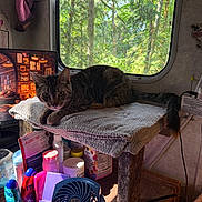 Liger is registered to the contest to win money with this photo: cat, tabby_cat, blanket, wooden_platform, window, forest, greenery, bottles, containers, fan, indoor, cozy, curious, pet, table, sunlight, shade, relaxing, compact_space, nature_view