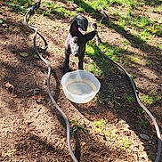 Valkyrie joined the competition — help win amazing prizes! puppy, dog, black_dog, water_bowl, garden_hose, yard, grass, dirt, sunlight, shadows, outdoor, american_flag_chair, plastic_crate, leaves, trees, playful, pet, curious, nature, daylight