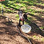 puppy, dog, black_dog, pink_harness, water_bowl, garden_hose, grass, dirt, leaves, backyard, camper, folding_chair, american_flag, outdoor, sunlight, shadows, plastic_bowl, wood, storage_bin, nature