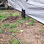 puppy, dog, black_dog, grass, yard, outdoor, tent, white_tarp, hose, leaves, dirt, patchy_grass, curious, standing, small_dog, red_harness, daylight, nature, canine, playful