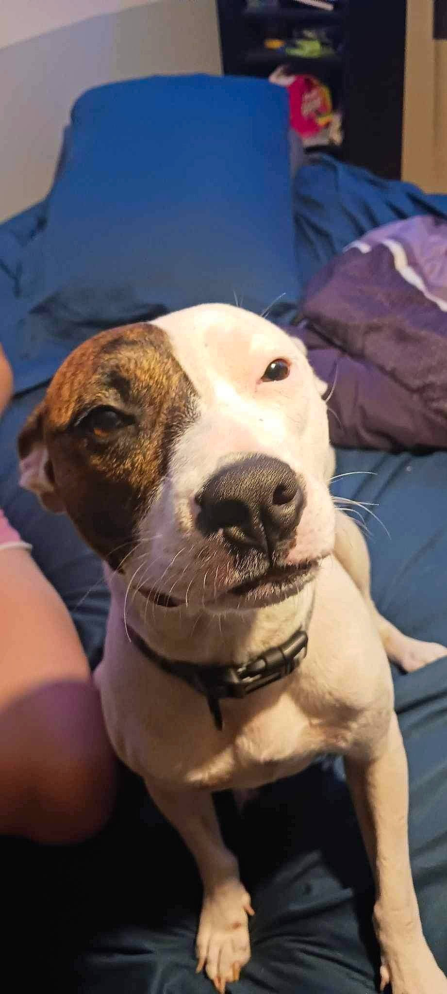 Phoenix joined the competition — help win amazing prizes! canidae, carnivore, collar, companion_dog, dog, dog_breed, dog_collar, dog_supply, fawn, guard_dog, hunting_dog, non_sporting_group, pet_supply, snout, sporting_group, whiskers, working_animal, working_dog