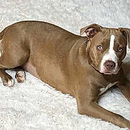 Rain is registered to the contest to win money with this photo: dog, brown_dog, white_rug, blue_eyes, lying_down, pet, animal, canine, indoor, fur, ears, tail, paws, collar, looking_at_camera, resting, relaxed, cute, companion, domestic_animal