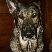 Tyberius joined the competition — help win amazing prizes! alert, animal, black, brown, canine, close_up, companion, dog, ears, face, fur, german_shepherd, house, indoor, looking, mammal, nose, pet, portrait, wood