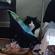 Chunk is registered to the contest to win money with this photo: animal, black_and_white_cat, blanket, cat, corner, cozy, domestic, floor, furniture_leg, home, household_items, indoor, pet, pet_carrier, pillow, quiet, relaxed, resting, slippers, wooden_floor