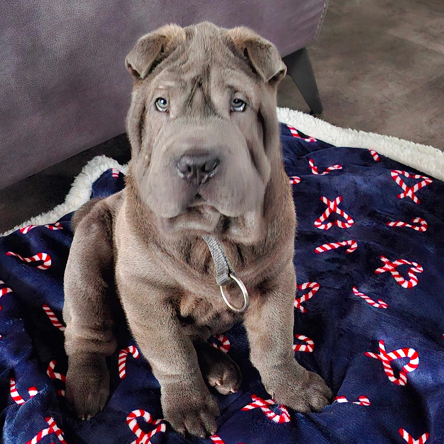 Vasco participe au concours pour gagner de l'argent avec cette photo : animal, blanket, boxer, bulldog, canine, couch, cushion, dog, frenchbulldog, furniture, homedecor, hound, labradorretriever, linen, pet, pitbull, puppy, quilt, snout, terrier