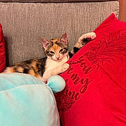 Princesse a rejoint le concours — aidez-le/la à gagner de superbes lots ! animal, blue_pillow, calico, cat, couch, cozy, ears, fur, home_decor, indoors, kitten, lying_down, paw, pet, pillows, portrait, red_pillow, relaxed, sofa, whiskers
