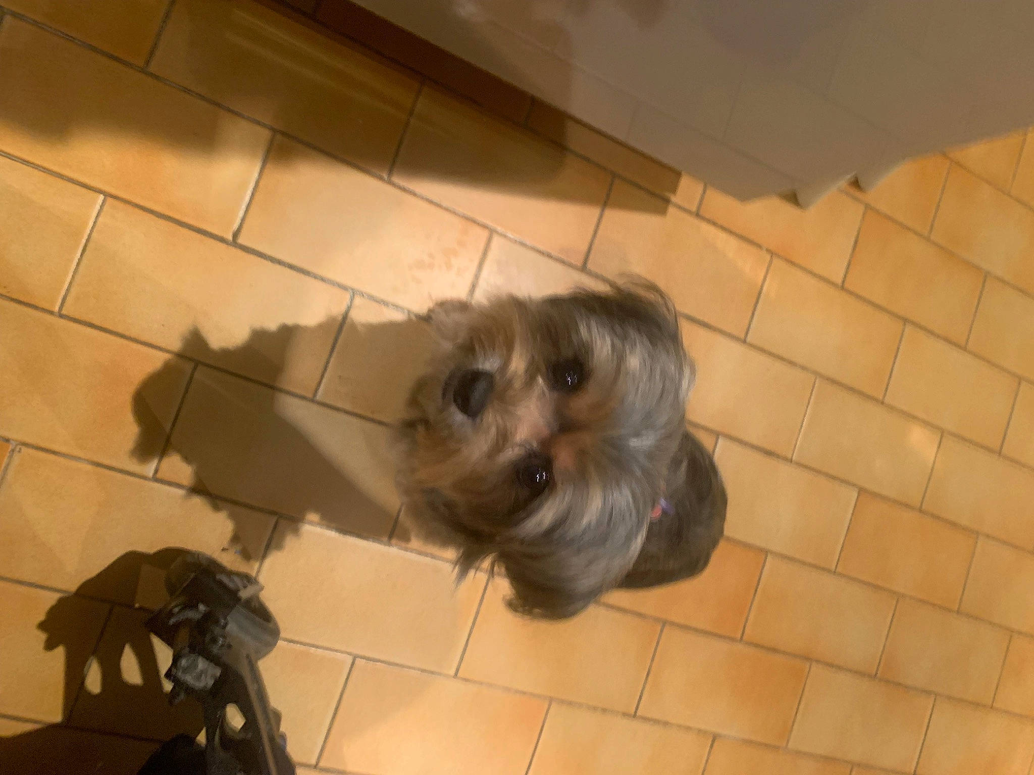 Neiko participe au concours pour gagner de l'argent avec cette photo : canidae, carnivore, companion_dog, dog, dog_breed, fawn, floor, flooring, fur, gas, hardwood, liver, snout, sporting_group, tail, terrestrial_animal, tile, tile_flooring, wood, working_animal