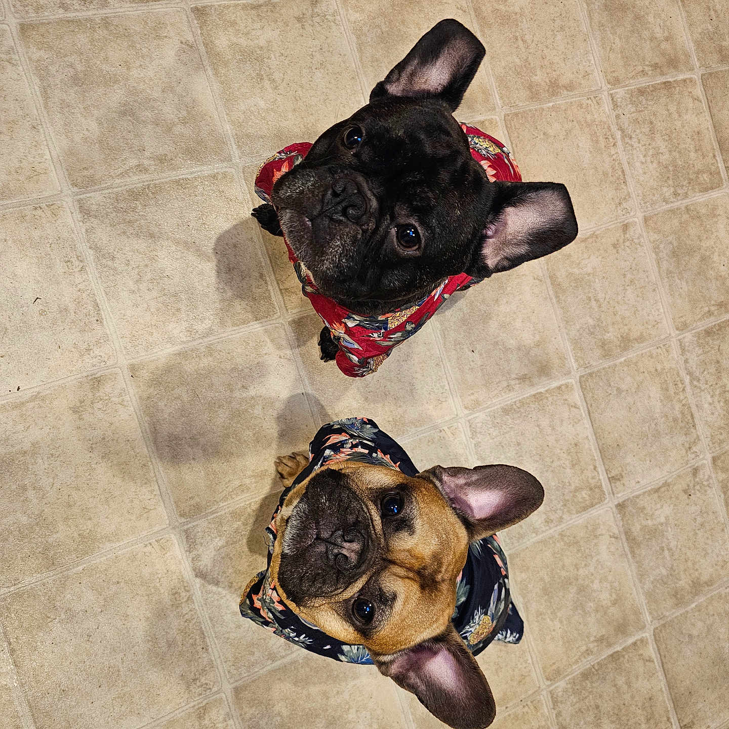 Milo And Bear joined the competition — help win amazing prizes! adorable, animal, black_dog, brown_dog, clothing, companion, curious, cute, dog, domestic, ears_up, floral_shirt, french_bulldog, indoor, looking_up, pet, portrait, shadow, tile_floor, two_dogs