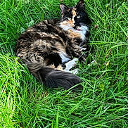 Jamimah is registered to the contest to win money with this photo: cat, calico_cat, grass, outdoor, nature, pet, animal, fur, greenery, relaxing, sunlight, wildflowers, whiskers, tail, ears, eyes, mammal, cute, resting, daylight