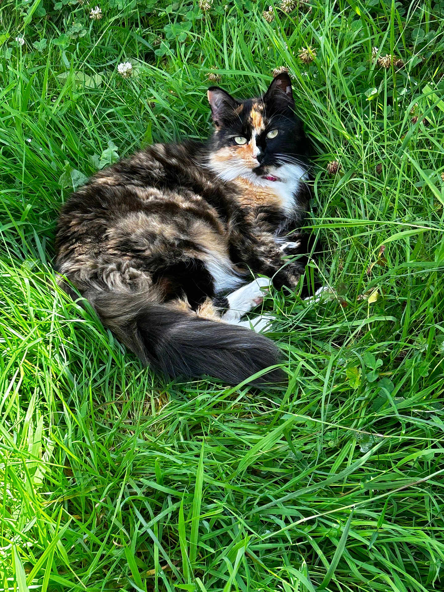 Jamimah is registered to the contest to win money with this photo: cat, calico_cat, grass, outdoor, nature, pet, animal, fur, greenery, relaxing, sunlight, wildflowers, whiskers, tail, ears, eyes, mammal, cute, resting, daylight