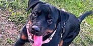 Athena is registered to the contest to win money with this photo: dog, rottweiler, puppy, grass, outdoor, pet, animal, playing, tongue_out, collar, happy, tail, black, brown, nature, field, summer, mammal, canine, active