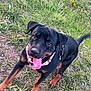 dog, rottweiler, puppy, grass, outdoor, pet, animal, playing, tongue_out, collar, happy, tail, black, brown, nature, field, summer, mammal, canine, active