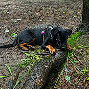 Athena joined the competition — help win amazing prizes! dog, puppy, forest, tree_root, stick, earth, leaves, outdoor, nature, canine, black_dog, brown_markings, animal, pet, playing, relaxed, chewing, wild, woodland, young
