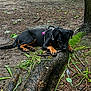 dog, puppy, forest, tree_root, stick, earth, leaves, outdoor, nature, canine, black_dog, brown_markings, animal, pet, playing, relaxed, chewing, wild, woodland, young