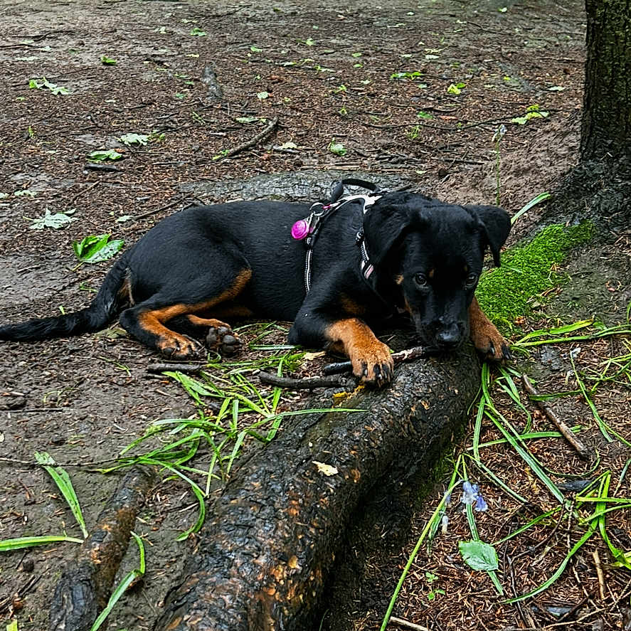 Athena joined the competition — help win amazing prizes! animal, black_dog, brown_markings, canine, chewing, dog, earth, forest, leaves, nature, outdoor, pet, playing, puppy, relaxed, stick, tree_root, wild, woodland, young