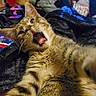 animal, blanket, cat, claw, closeup, clutter, cozy, cute, feline, fur, home, indoor, mouth_open, paw, pet, playful, resting, tabby, whiskers, yawning