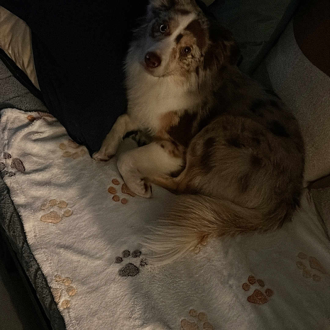 Aiko