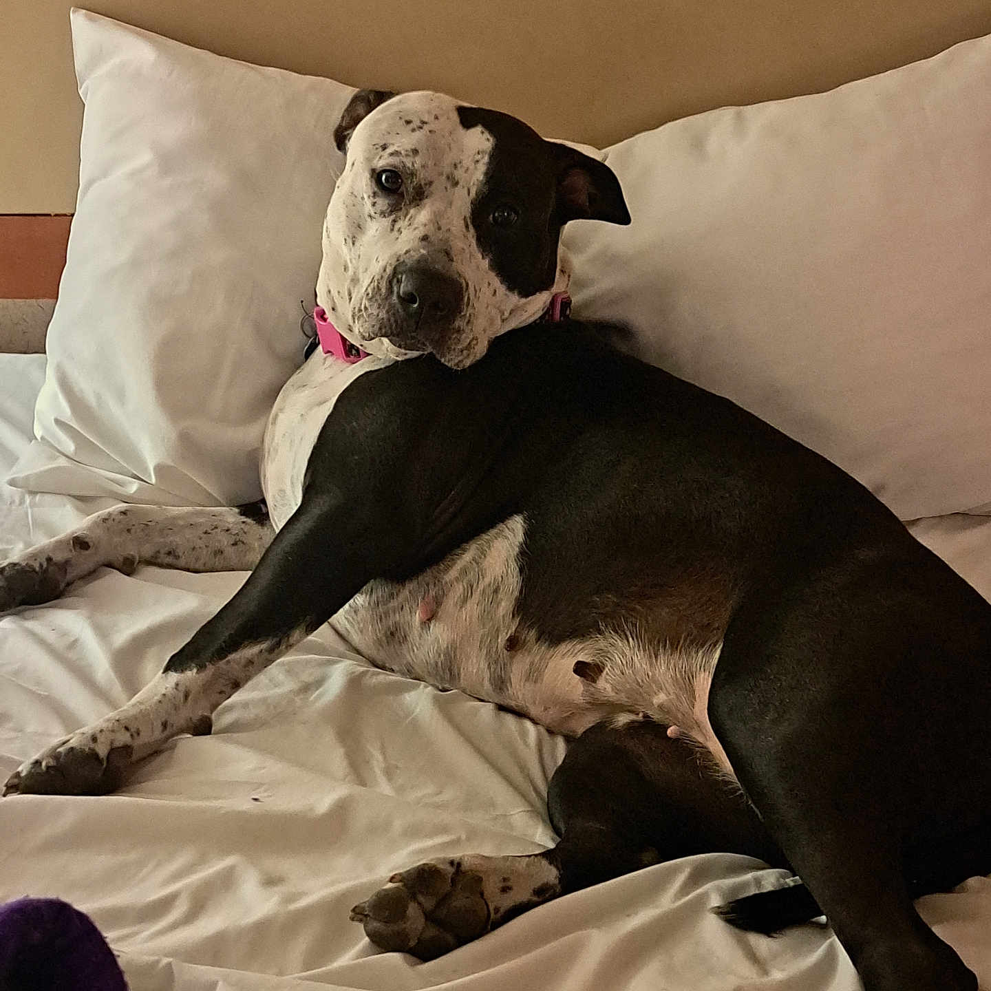 Pepper joined the competition — help win amazing prizes! animal, bed, black_and_white, blanket, canine, collar, comfort, cute, dog, domestic_animal, fur, indoor, looking_back, lying_down, mammal, pet, pillow, relaxed, resting, sleeping_area