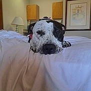 Pepper joined the competition — help win amazing prizes! bed, black_and_white, cabinet, canine, closeup, dog, ears, framed_picture, fur, furniture, indoor, lamp, nose, paws, pet, relaxed, resting, room, spotted, white_bedspread