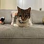 animal, cat, couch, cozy, domestic, ears, focus, fur, furniture, gray, home, indoor, living_room, mammal, pet, portrait, relaxing, soft, tabby, whiskers