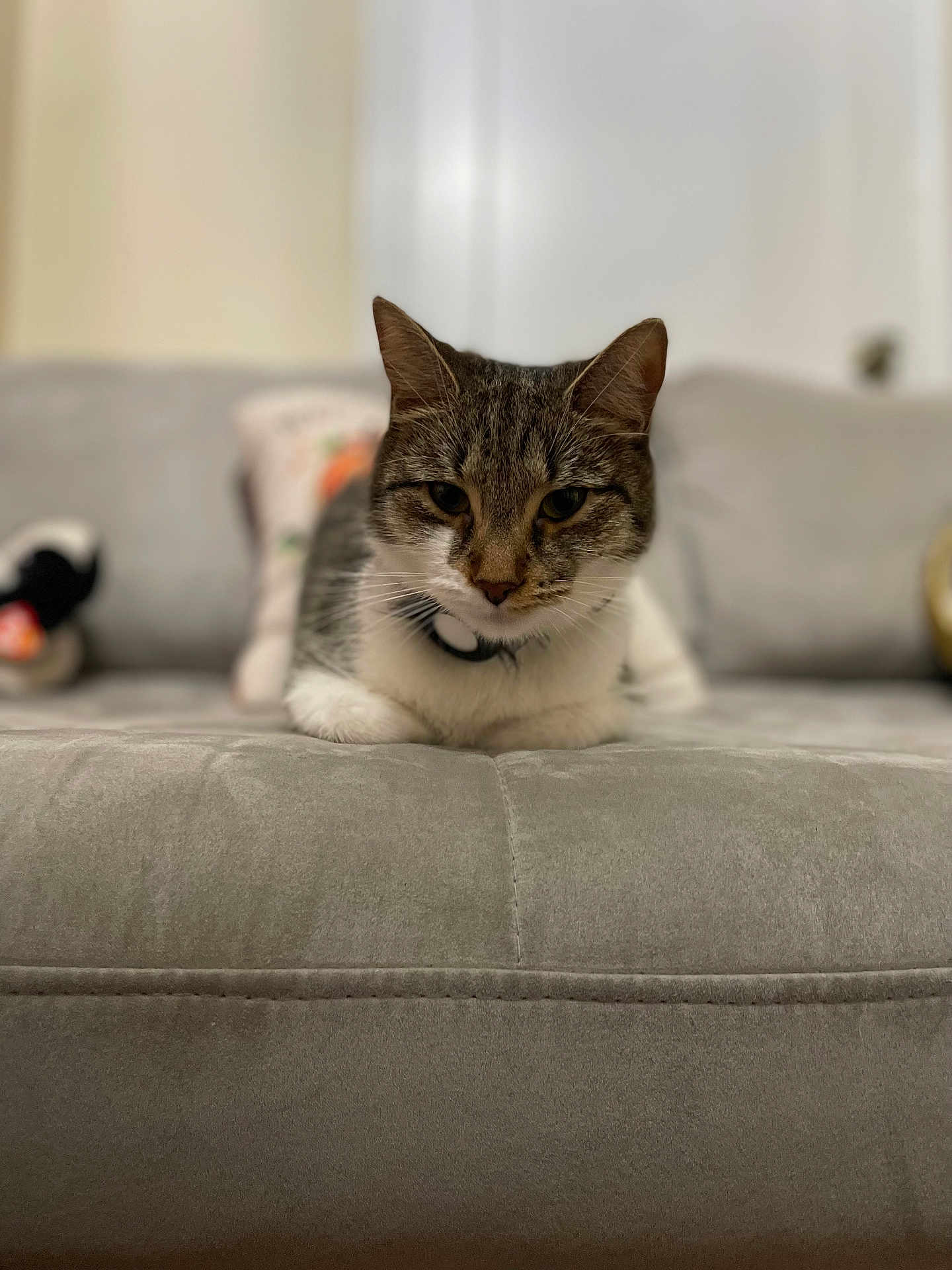 Minerva joined the competition — help win amazing prizes! animal, cat, couch, cozy, domestic, ears, focus, fur, furniture, gray, home, indoor, living_room, mammal, pet, portrait, relaxing, soft, tabby, whiskers