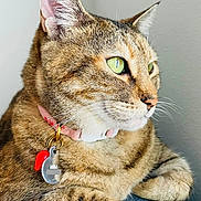 Lumina is registered to the contest to win money with this photo: bedding, cat, close_up, collar, domestic_animal, ear, feline, fur, green_eyes, indoor, looking_away, natural_light, paw, pet, pet_accessory, portrait, relaxed, tabby, tag, whiskers