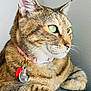 bedding, cat, close_up, collar, domestic_animal, ear, feline, fur, green_eyes, indoor, looking_away, natural_light, paw, pet, pet_accessory, portrait, relaxed, tabby, tag, whiskers