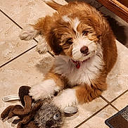 Rylee is registered to the contest to win money with this photo: puppy, dog, brown, white, fluffy, collar, bell, toy, plush_toy, floor, tile, pet, cute, young, indoor, animal, playing, looking_up, paw, curious