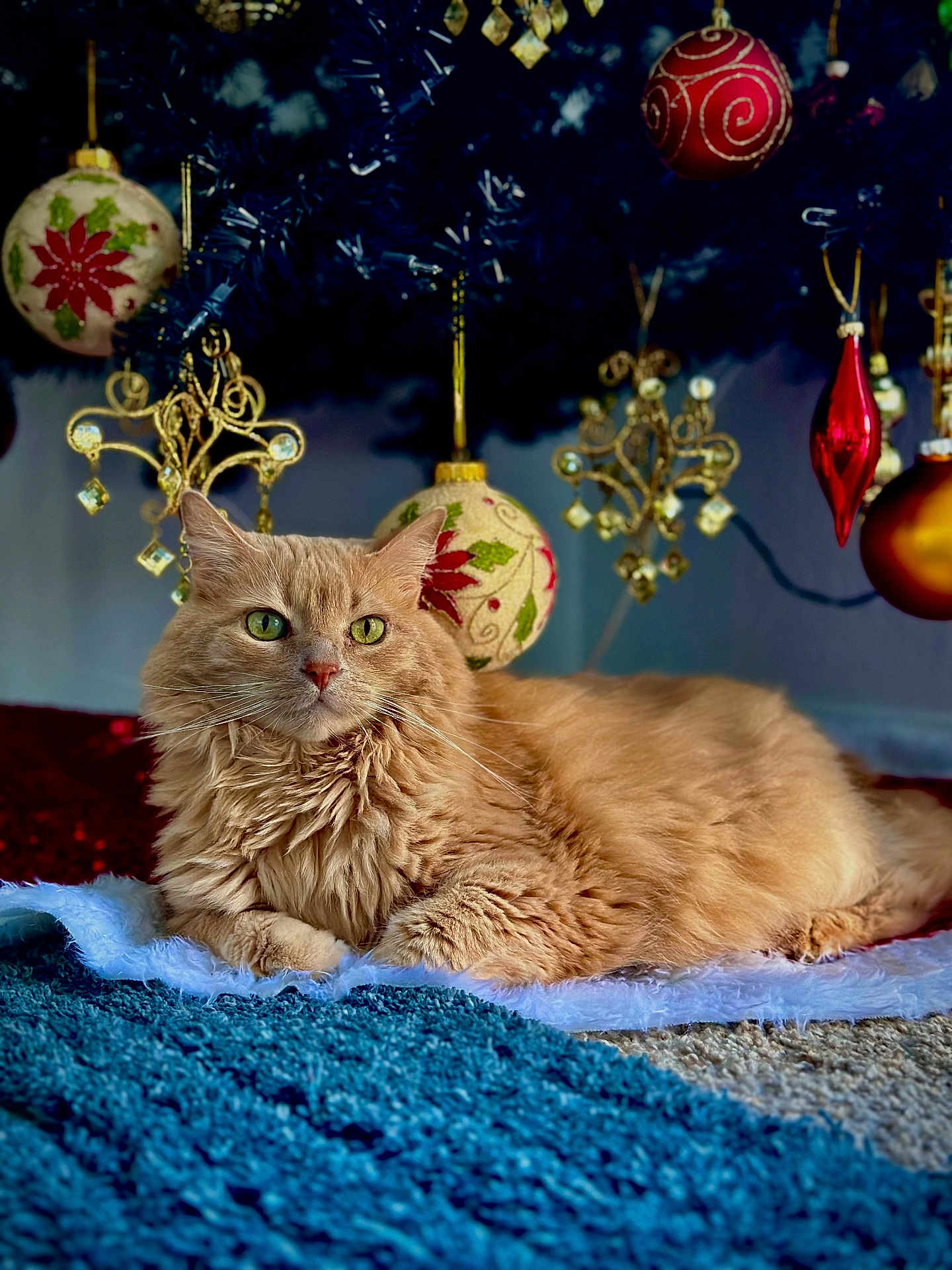 Pelusa joined the competition — help win amazing prizes! cat, orange_cat, fluffy, green_eyes, lying_down, rug, blue_rug, white_rug, christmas_tree, christmas_ornaments, holiday_decor, festive, indoor, cozy, pet, feline, decorative_balls, relaxed, holiday_season, home
