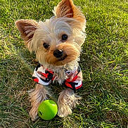 Rudy joined the competition — help win amazing prizes! dog, puppy, yorkshire_terrier, small_dog, fluffy, long_hair, grass, outdoors, portrait, sitting, toy_ball, green_ball, pet, canine, brown_fur, white_fur, pointed_ears, black_nose, dog_clothing, sunlight
