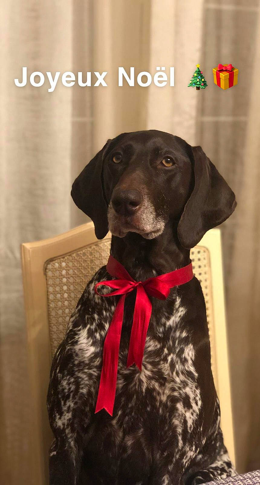 Jolie a rejoint le concours — aidez-le/la à gagner de superbes lots ! borador, canidae, carnivore, collar, companion_dog, dog, dog_breed, dog_collar, dog_supply, fur, gun_dog, liver, logo, pet_supply, sleeve, sporting_group, tail, tie, whiskers, working_animal