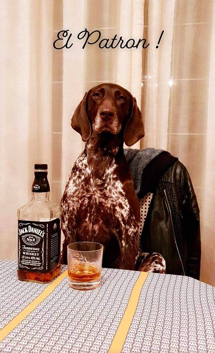 Jolie participe au concours pour gagner de l'argent avec cette photo : alcohol, bottle, bottle_cap, brown, carnivore, companion_dog, distilled_beverage, dog, dog_breed, drink, fur, glass_bottle, liqueur, liver, pattern, pet_supply, sporting_group, table, terrestrial_animal, wood