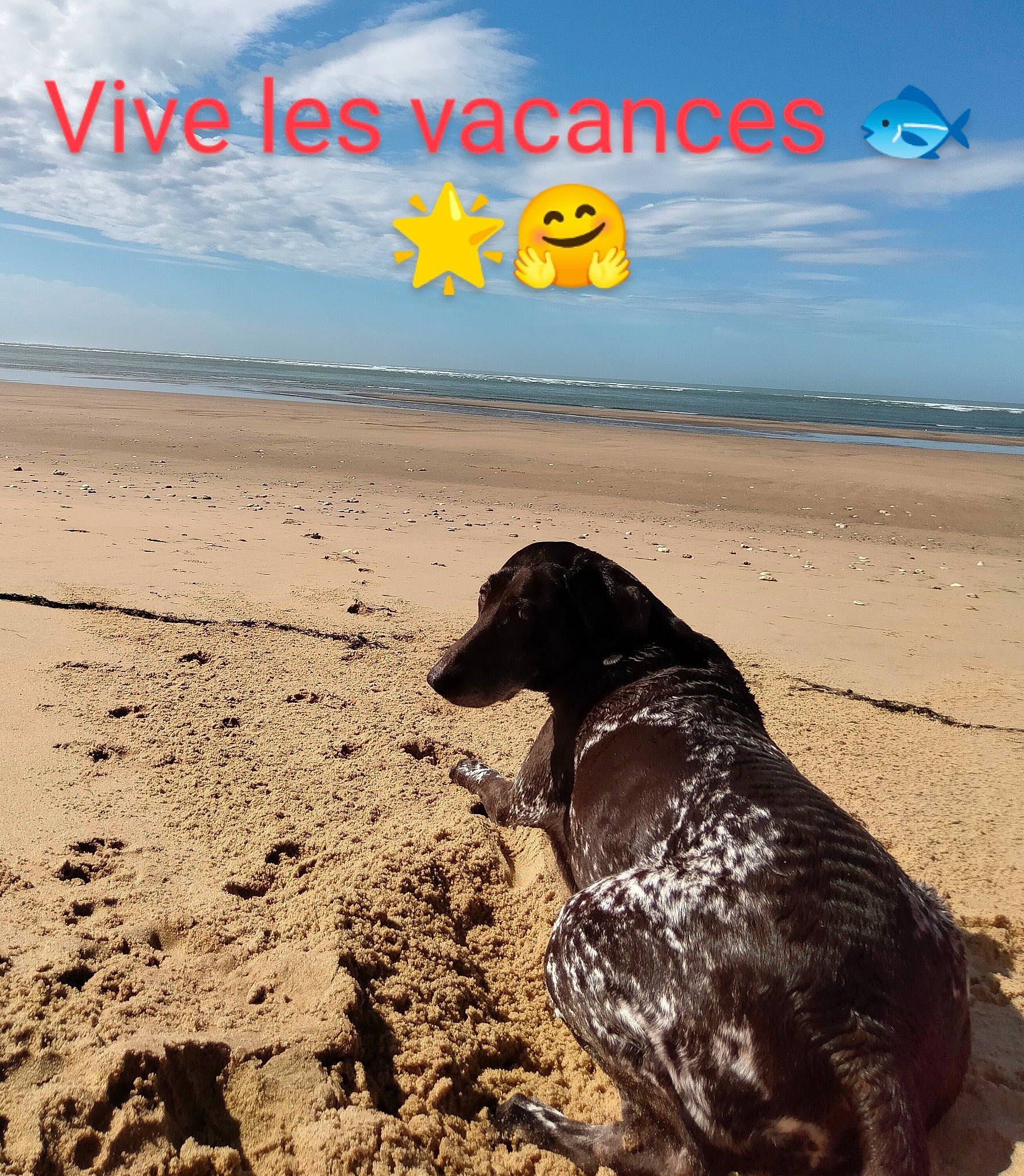 Jolie participe au concours pour gagner de l'argent avec cette photo : beach, canidae, carnivore, cloud, dog, dog_breed, fawn, font, gun_dog, happy, horizon, landscape, ocean, people_in_nature, sand, sky, sporting_group, travel, water, working_animal