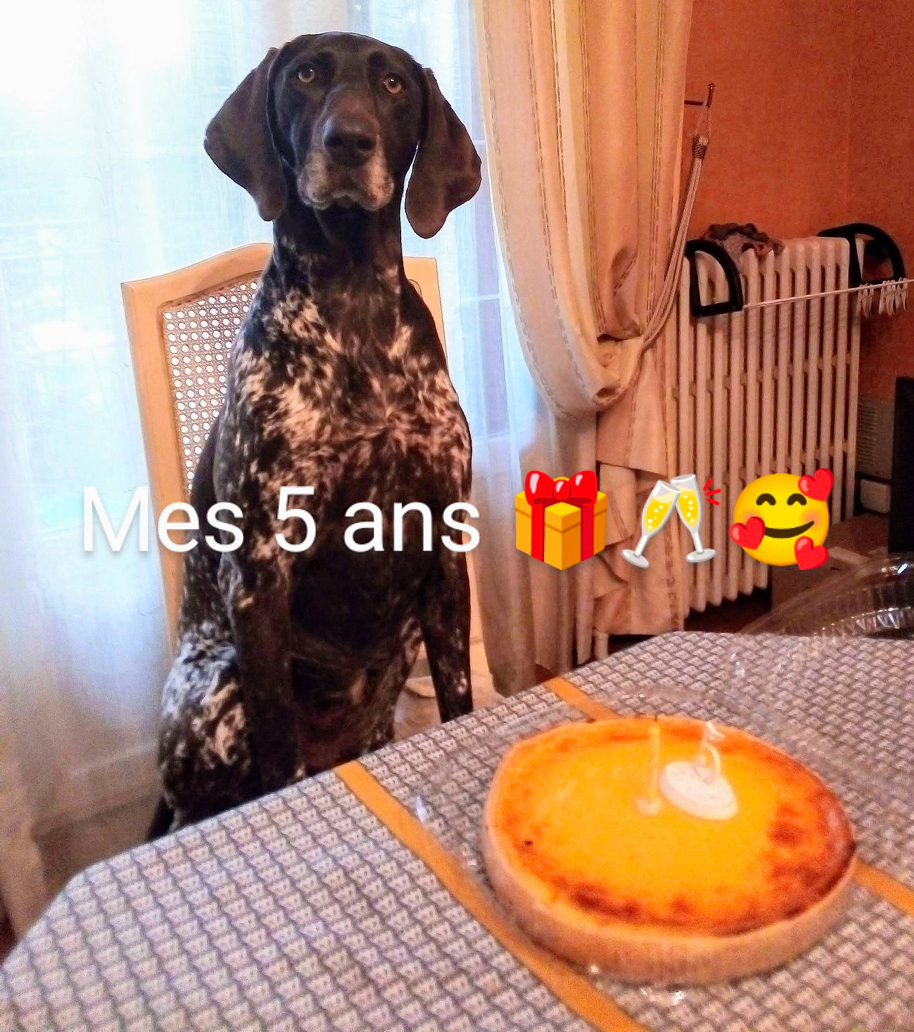 Jolie participe au concours pour gagner de l'argent avec cette photo : carnivore, chair, companion_dog, curtain, dessert, dog, dog_breed, dog_supply, flooring, food, gun_dog, icing, ingredient, kuchen, liver, plate, recipe, table, tableware, working_animal