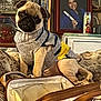 Bubba is registered to the contest to win money with this photo: pug, dog, sweater, couch, living_room, photograph, portrait, candle, book, furniture, decor, pet, animal, cozy, knitwear, indoor, home, sitting, cute, canine
