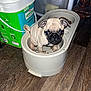Bubba is registered to the contest to win money with this photo: puppy, dog, pug, food_bowl, pet, indoor, wooden_floor, container, litter, curious, small, cute, animal, collar, eyes, ears, flooring, pet_food, household, domestic