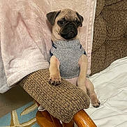 Bubba joined the competition — help win amazing prizes! pug, puppy, dog, sweater, chair, cushion, wood, furniture, indoor, pet, cute, brown, beige, relaxed, animal, small_dog, paw, cozy, resting, portrait
