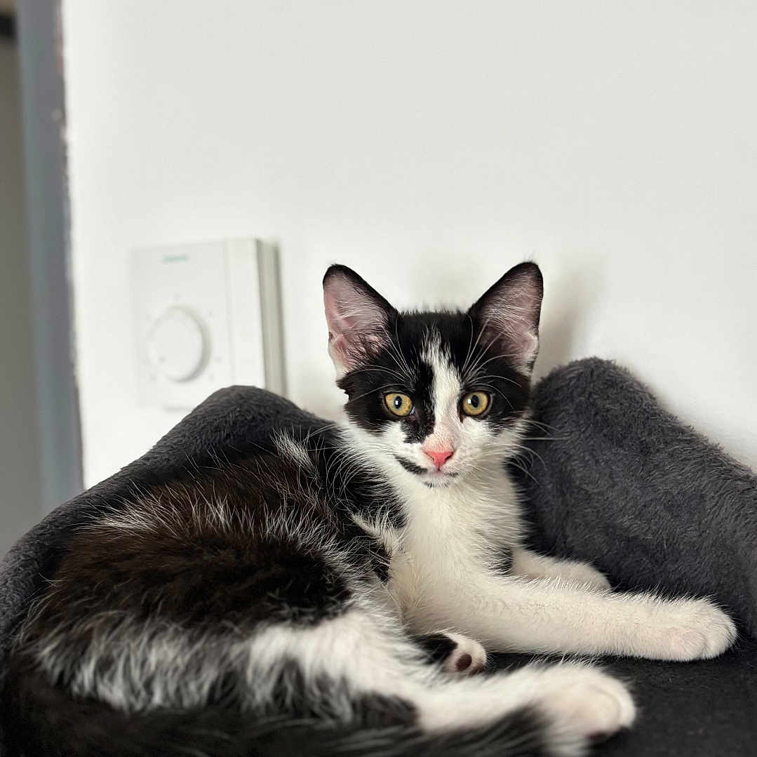 Milo