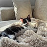 Milo participe au concours pour gagner de l'argent avec cette photo : animal, black_and_white, cat, comfort, couch, cozy, cute, feline, fluffy_blanket, fur, home, indoor, kitten, nap, pet, pillows, relaxing, resting, soft, sunlight