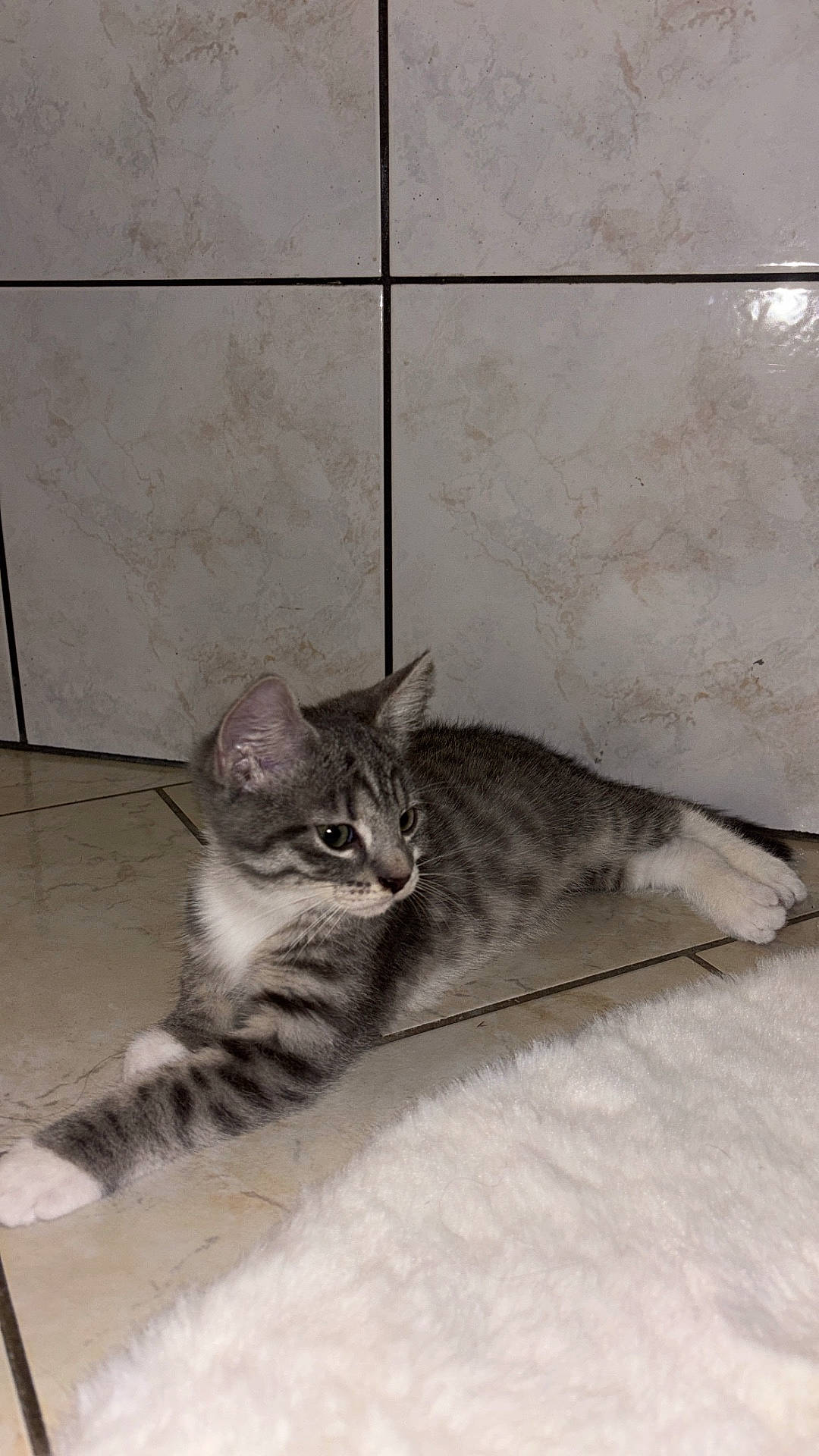 animal, cat, curious, cute, domestic_cat, feline, floor, gray_cat, indoor, kitten, laying, pet, resting, rug, side_view, tabby, tile, whiskers, white_paws, young_cat